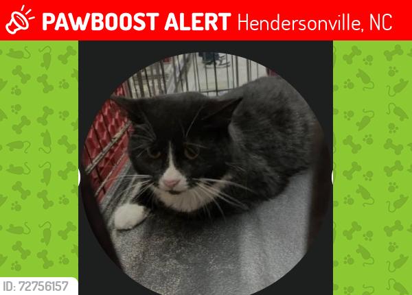 Lost Female Cat last seen Whispering Hills , Hendersonville, NC 28792