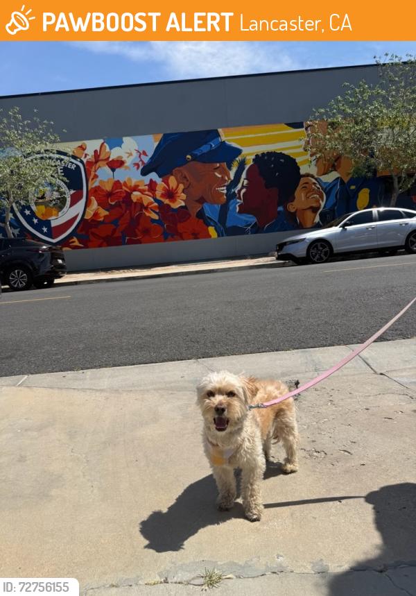 Found/Stray Unknown Dog last seen Sierra hwy, Lancaster, CA 93536