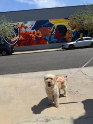 Found/Stray Unknown Dog last seen Sierra hwy, Lancaster, CA 93536