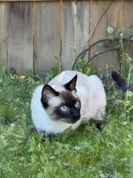 Lost Male Cat last seen Se Oregon trail Dr, Clackamas, OR 97015