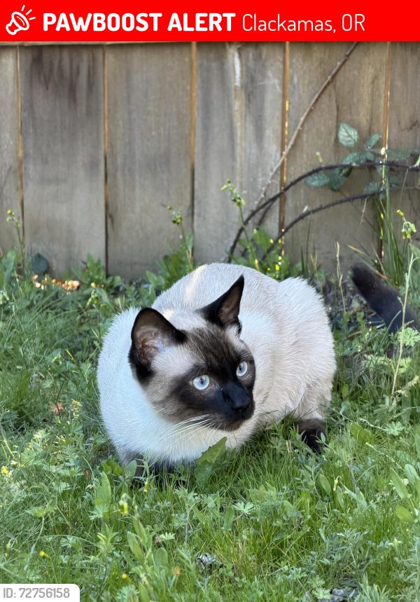 Lost Male Cat last seen Se Oregon trail Dr, Clackamas, OR 97015