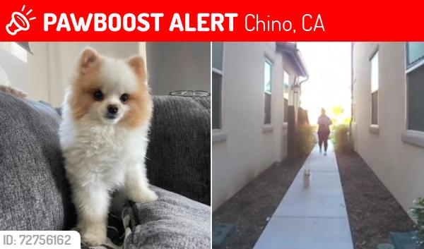 Lost Male Dog last seen Meadowhouse Ave The Preserve / CHINO CA , Chino, CA 91708
