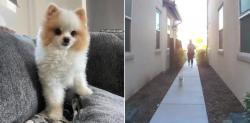 Lost Male Dog last seen Meadowhouse Ave The Preserve / CHINO CA , Chino, CA 91708
