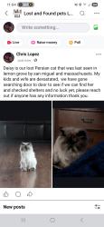 Lost Female Cat last seen Massachusetts , Lemon Grove, CA 91945