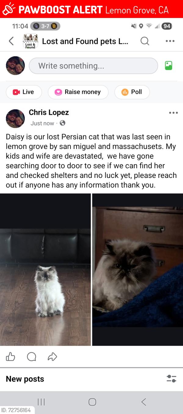 Lost Female Cat last seen Massachusetts , Lemon Grove, CA 91945