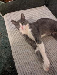 Lost Male Cat last seen E frontage road, Dorn Ln, Little Suamico, WI 54141
