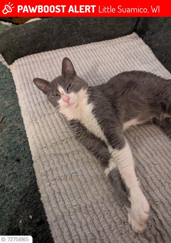 Lost Male Cat last seen E frontage road, Dorn Ln, Little Suamico, WI 54141