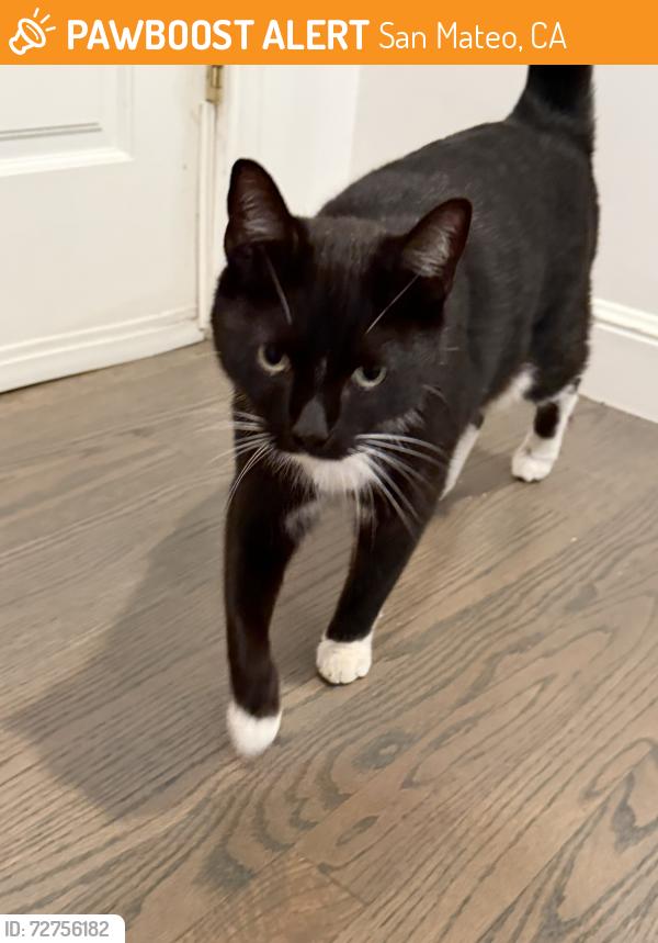 Found/Stray Unknown Cat last seen Alameda de Las Pulgas, San Mateo, CA 94403