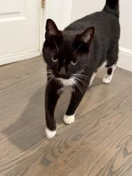Found/Stray Unknown Cat last seen Alameda de Las Pulgas, San Mateo, CA 94403