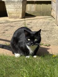 Lost Male Cat last seen Harvest lane our back garden , Devon, England EX2 7GZ