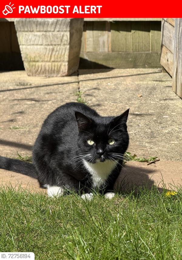Lost Male Cat last seen Harvest lane our back garden , Devon, England EX2 7GZ