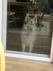 Found/Stray Unknown Dog last seen Highline college, Des Moines, WA 98198
