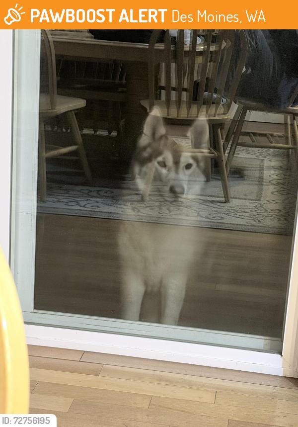 Found/Stray Unknown Dog last seen Highline college, Des Moines, WA 98198