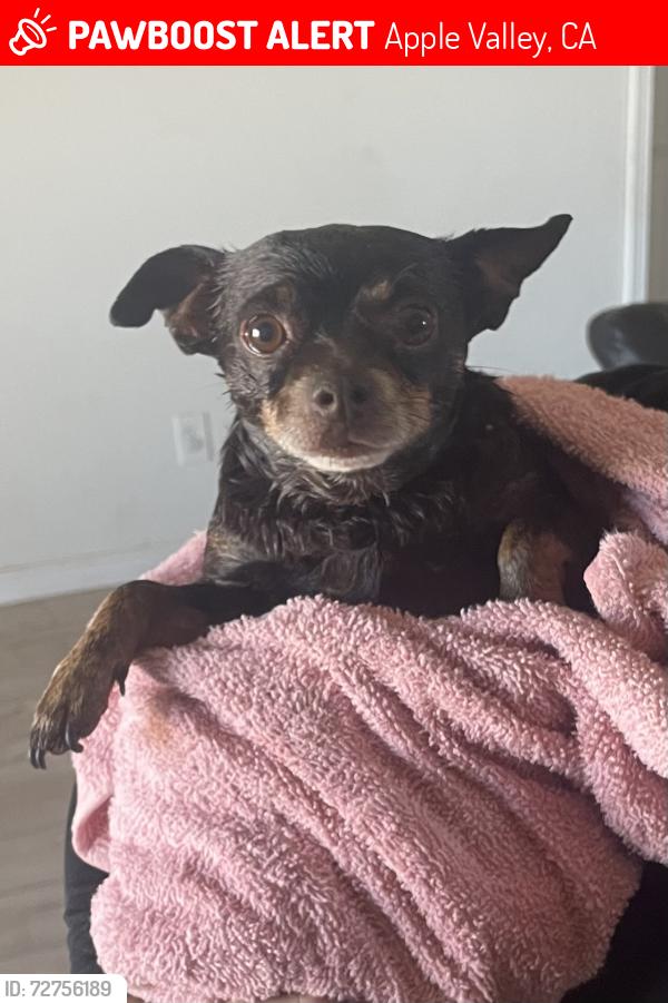 Lost Male Dog last seen Mesquite Rd Apple Valley ca 92307, Apple Valley, CA 92307