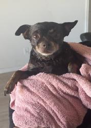 Lost Male Dog last seen Mesquite Rd Apple Valley ca 92307, Apple Valley, CA 92307