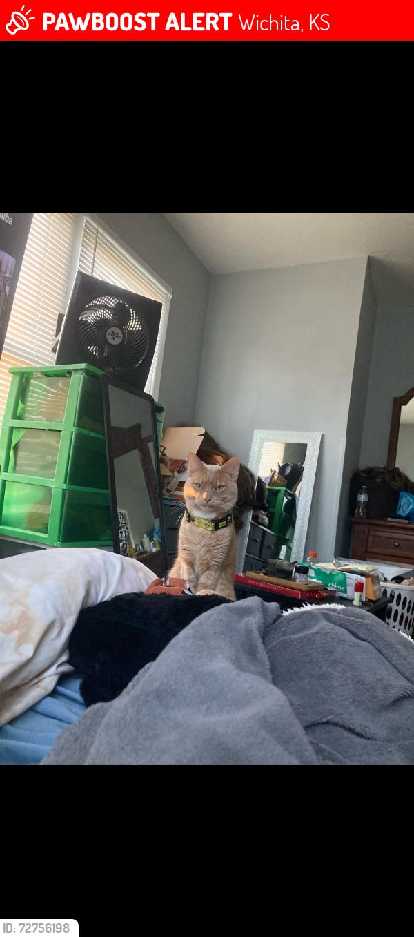 Lost Male Cat last seen 13th and Minnesota , Wichita, KS 67214