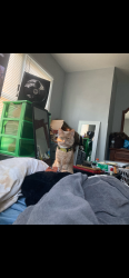 Lost Male Cat last seen 13th and Minnesota , Wichita, KS 67214