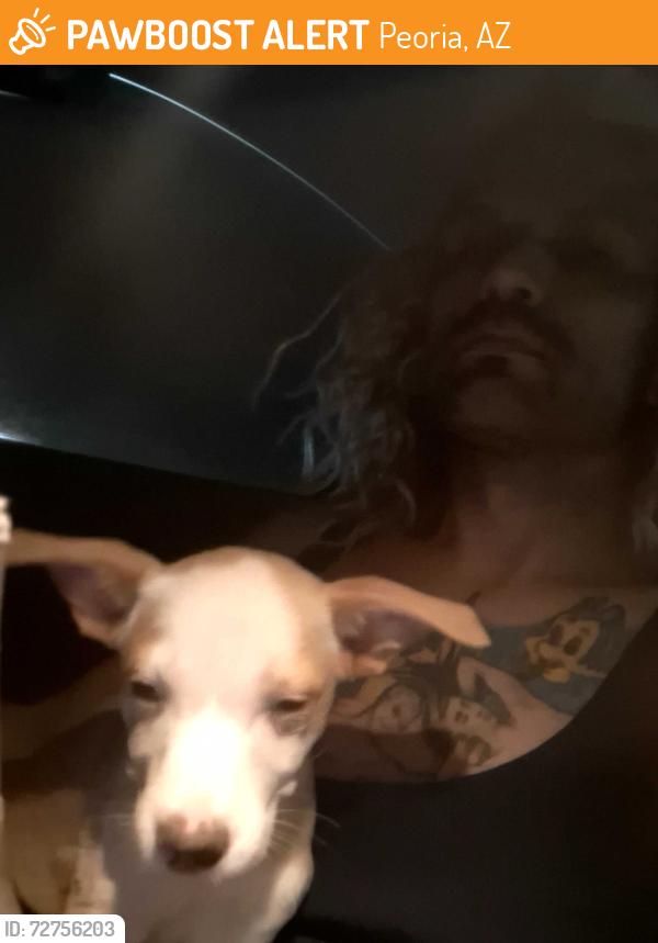 Found/Stray Female Dog last seen Near peoria, Peoria, AZ 85345