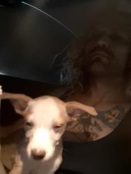 Found/Stray Female Dog last seen Near peoria, Peoria, AZ 85345