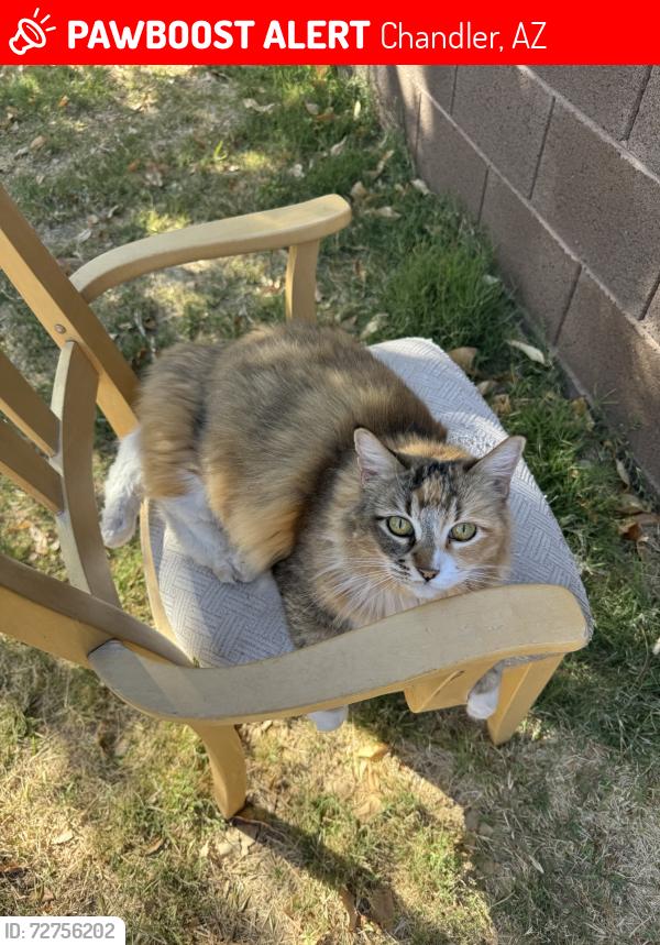 Lost Female Cat last seen Rural/Chandler Blvd, Chandler, AZ 85226