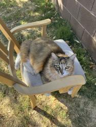 Lost Female Cat last seen Rural/Chandler Blvd, Chandler, AZ 85226