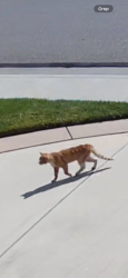 Found/Stray Unknown Cat last seen Circle knoll drive , Simi Valley, CA 93065