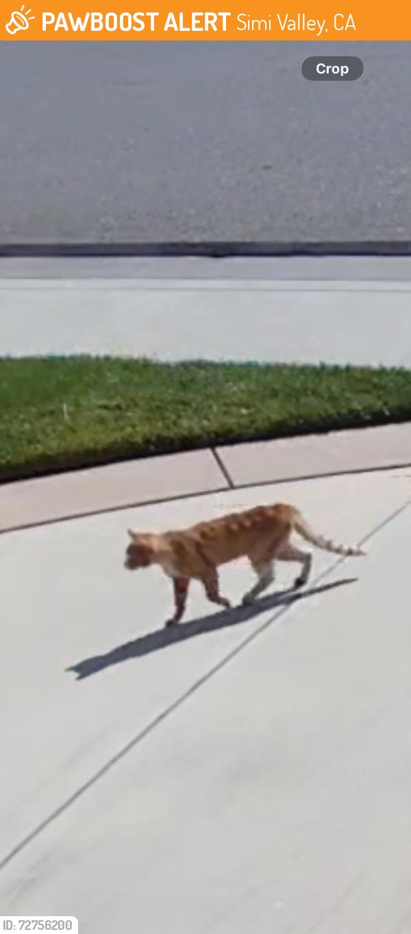 Found/Stray Unknown Cat last seen Circle knoll drive , Simi Valley, CA 93065