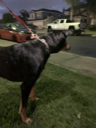 Found/Stray Female Dog last seen River Road & Rushing River, Modesto, CA 95351