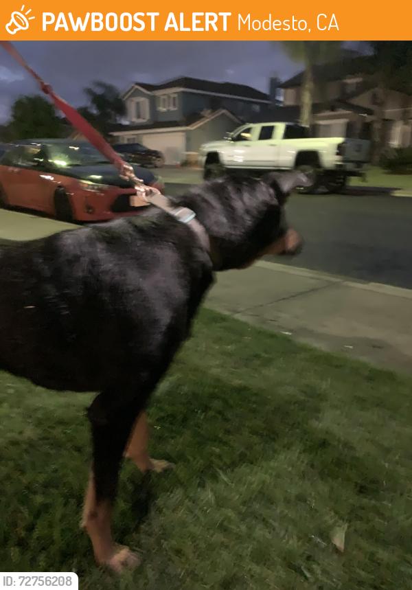 Found/Stray Female Dog last seen River Road & Rushing River, Modesto, CA 95351