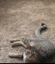 Lost Female Cat last seen Seen at the indigo apmts near Ross, San Antonio, TX 78213