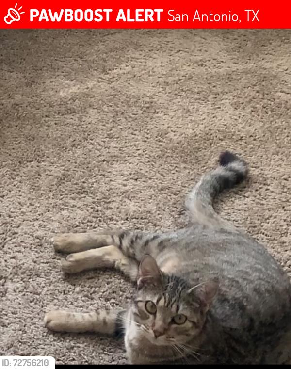 Lost Female Cat last seen Seen at the indigo apmts near Ross, San Antonio, TX 78213