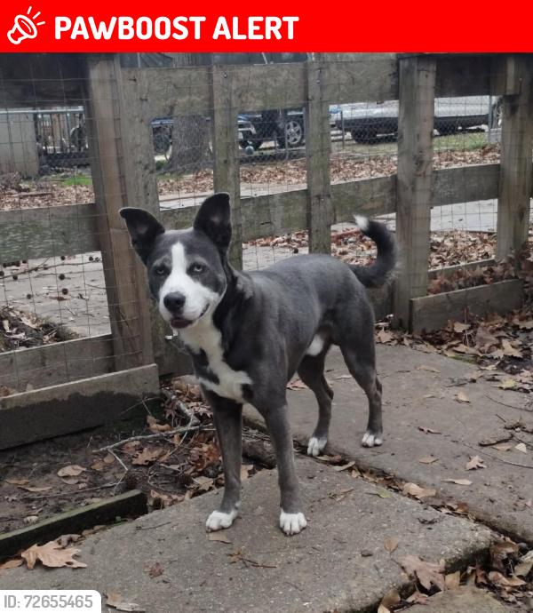 Lost Male Dog last seen Forrest woods lane shoreline drive, Montgomery County, TX 77356