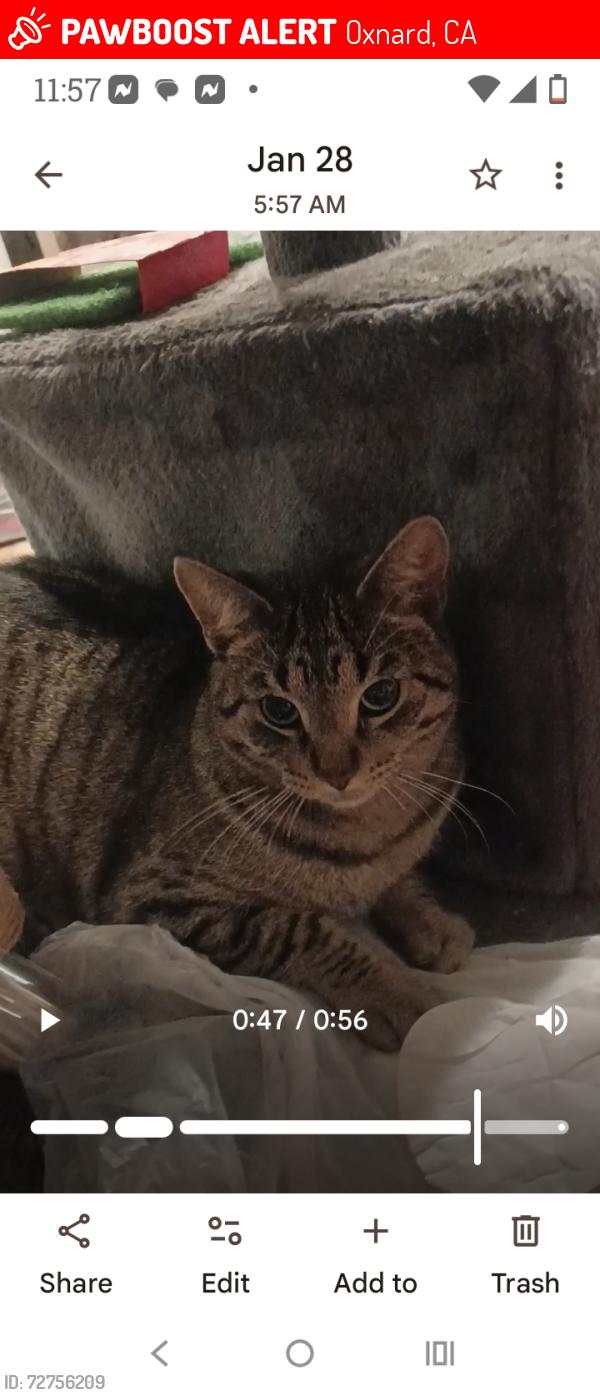 Lost Female Cat last seen Butler, Oxnard, CA 93033
