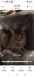 Lost Female Cat last seen Butler, Oxnard, CA 93033