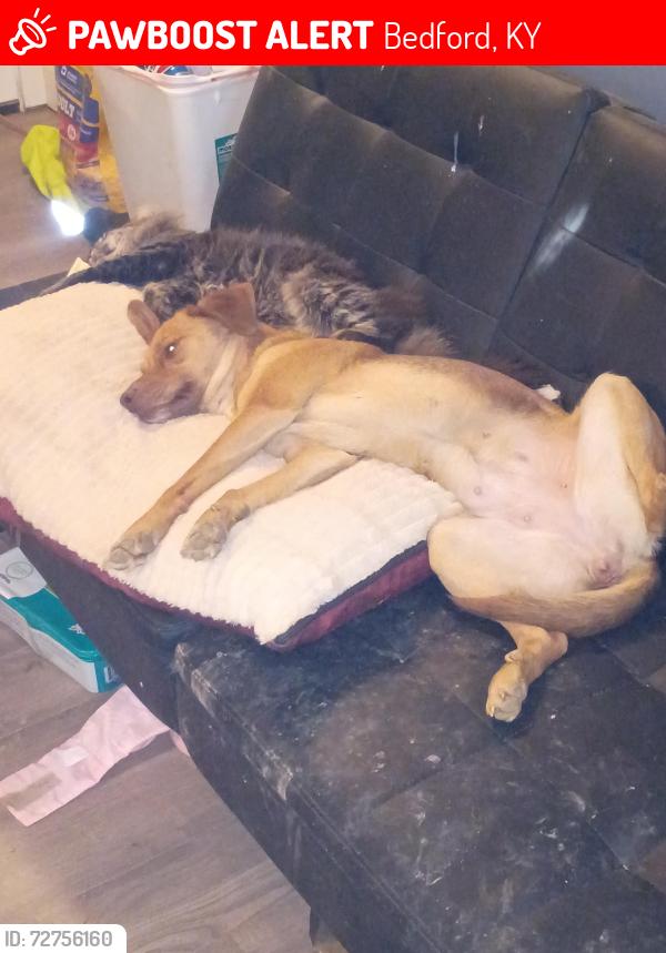 Lost Female Dog last seen Martini lane, Bedford, KY 40006