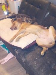 Lost Female Dog last seen Martini lane, Bedford, KY 40006