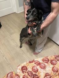 Found/Stray Female Dog last seen Whittle springs, Knoxville, TN 37917