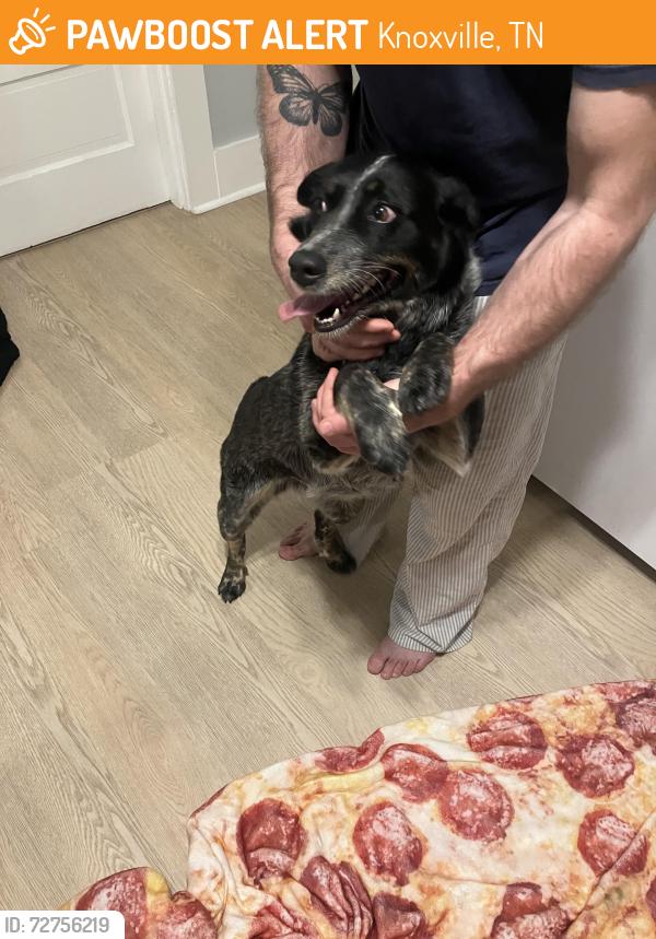 Found/Stray Female Dog last seen Whittle springs, Knoxville, TN 37917