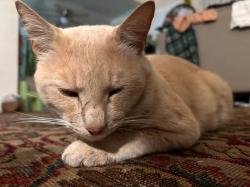 Lost Male Cat last seen Bristol st and central , Santa Ana, CA 92702