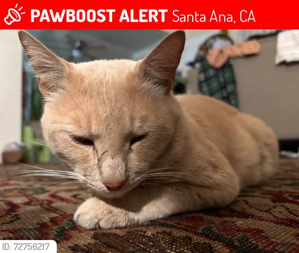 Lost Male Cat last seen Bristol st and central , Santa Ana, CA 92702