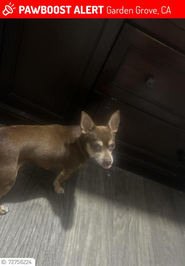 Lost Male Dog last seen Chapman & dale in neighborhoods, Garden Grove, CA 92841