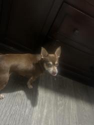 Lost Male Dog last seen Chapman & dale in neighborhoods, Garden Grove, CA 92841