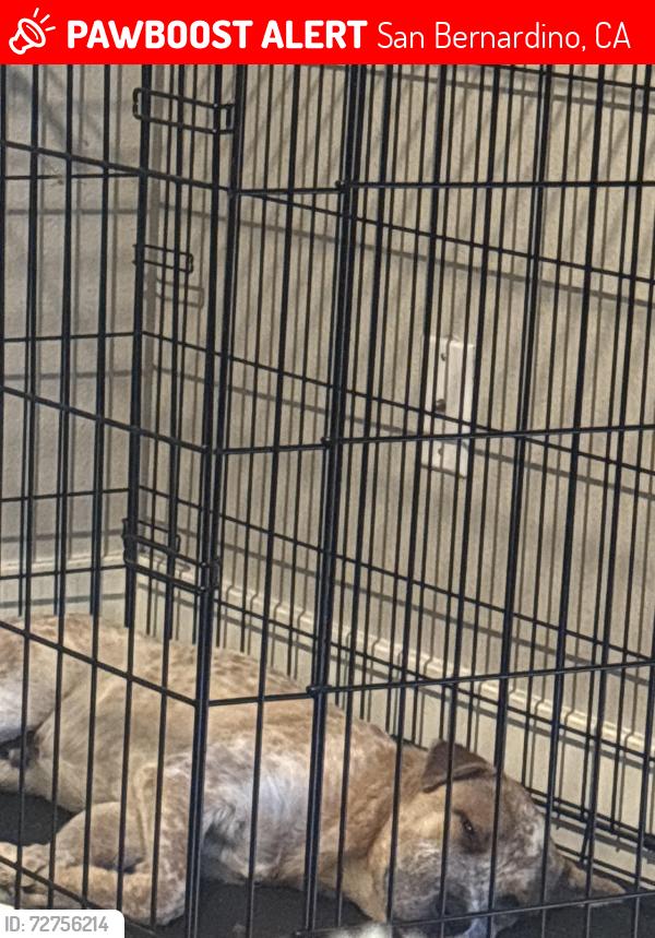 Lost Male Dog last seen Sierra highschool , watermen discount mall, San Bernardino, CA 92404