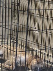 Lost Male Dog last seen Sierra highschool , watermen discount mall, San Bernardino, CA 92404