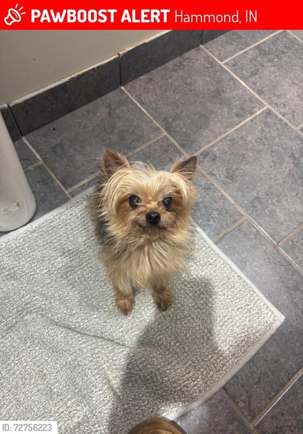 Lost Female Dog last seen Near harrison ave , Hammond, IN 46324