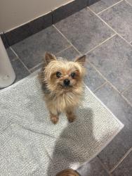 Lost Female Dog last seen Near harrison ave , Hammond, IN 46324