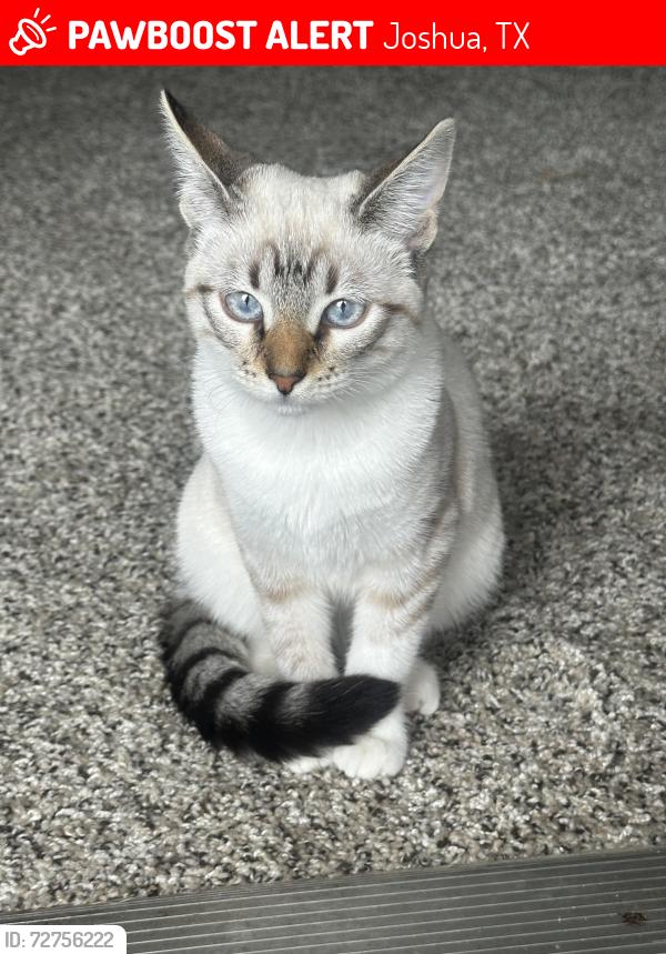 Lost Female Cat last seen Brookshires, Joshua, TX 76058