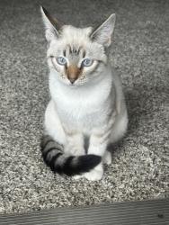Lost Female Cat last seen Brookshires, Joshua, TX 76058