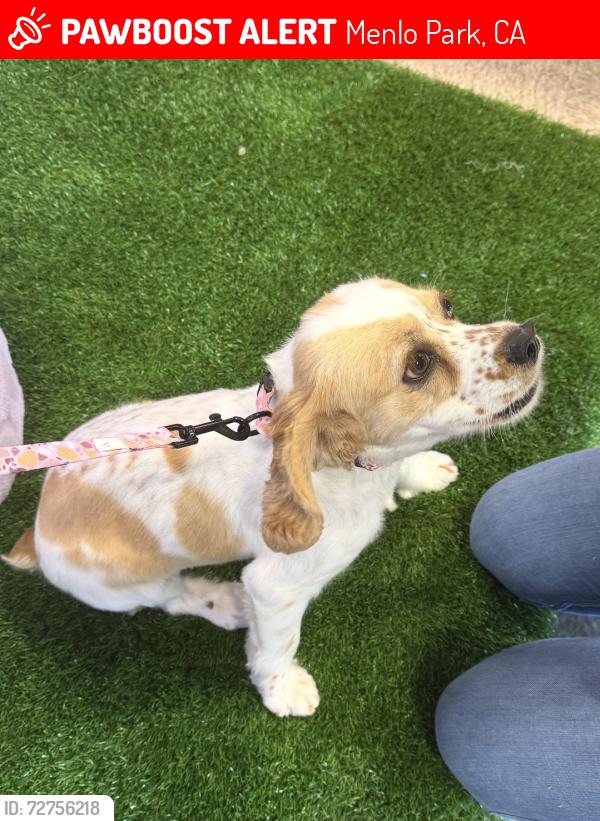Lost Female Dog last seen pierce Ave, Menlo Park, CA 94025