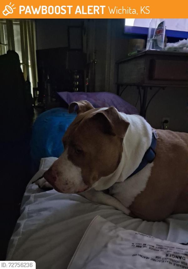 Found/Stray Female Dog last seen Watersedge apts, Wichita, KS 67203